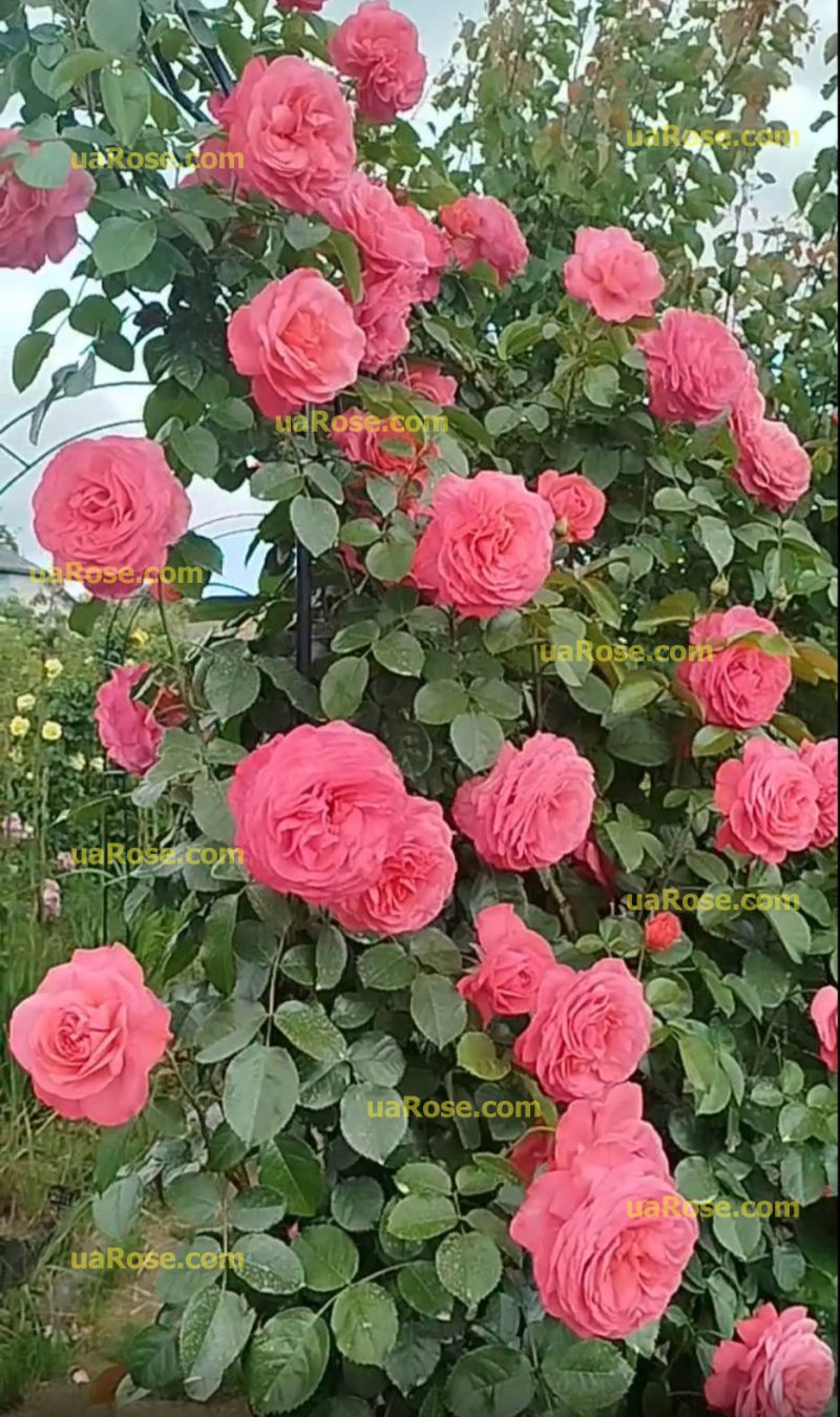 Розанна