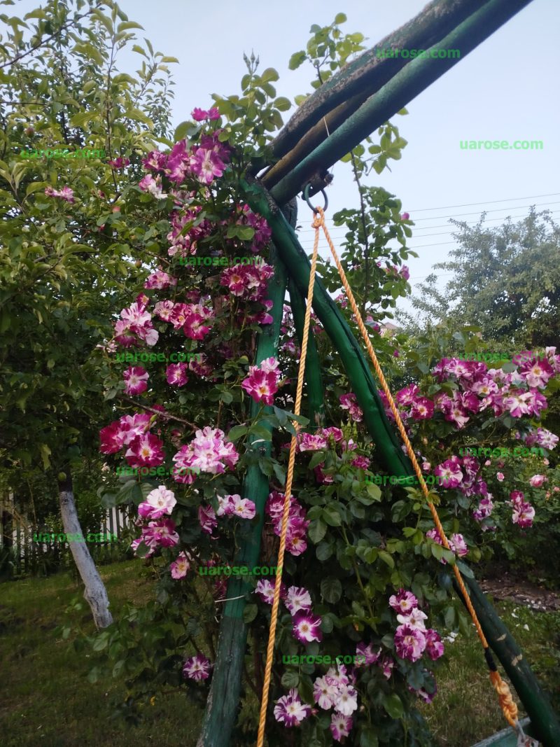 Пурпул Сплеш