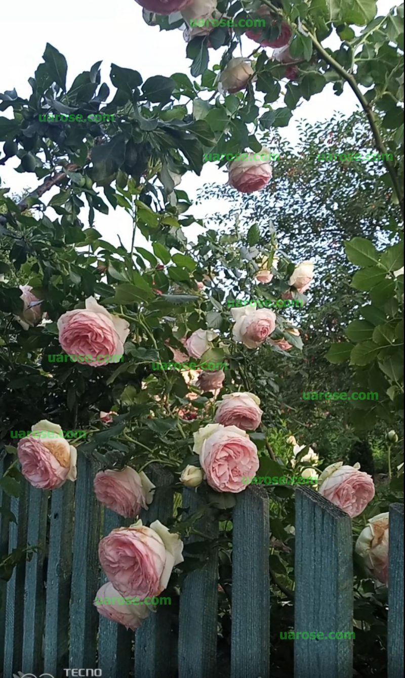 П'єр де Ронсар