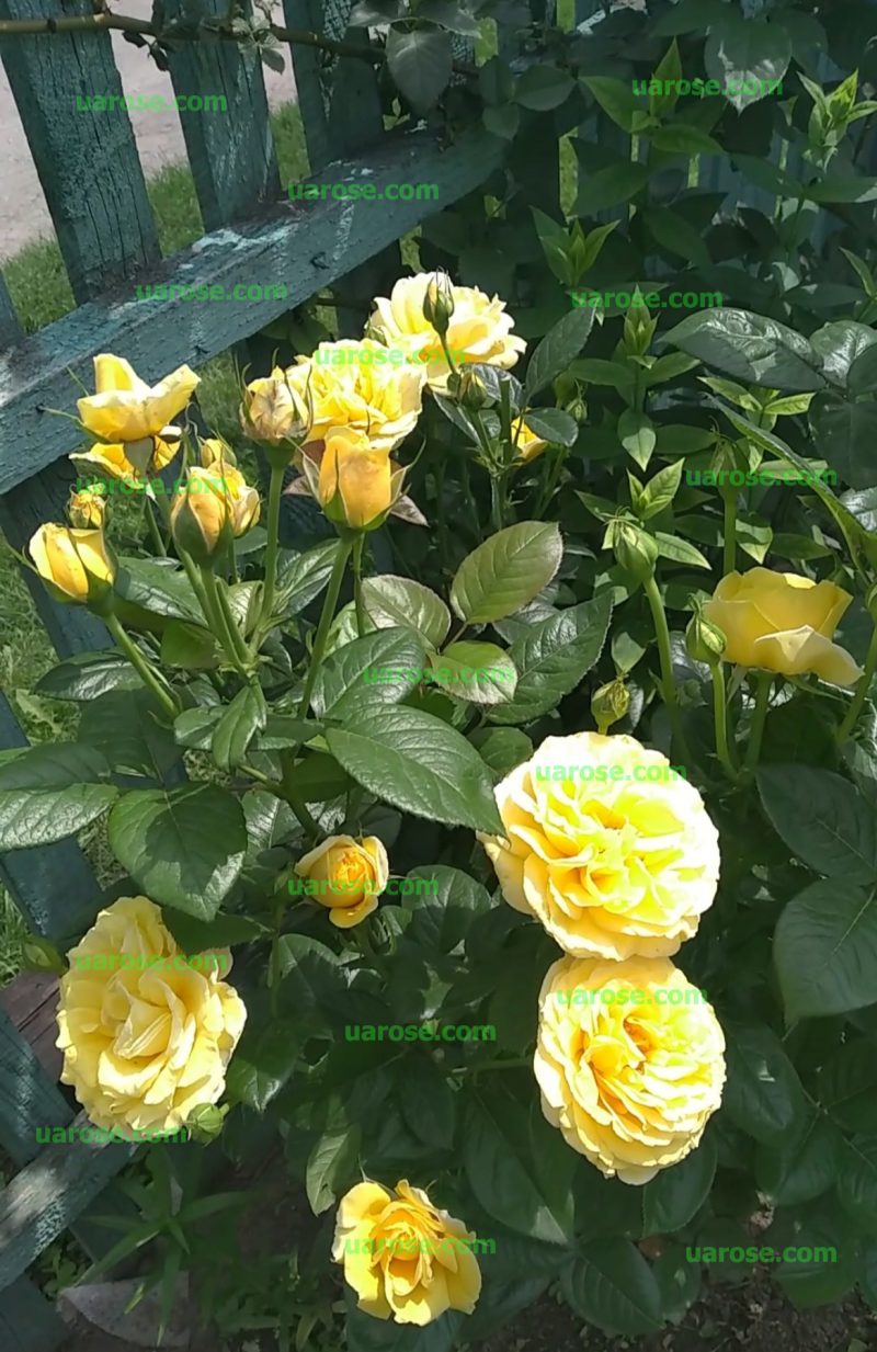 Мікеланджело