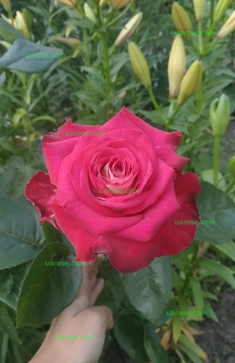 Френдшип