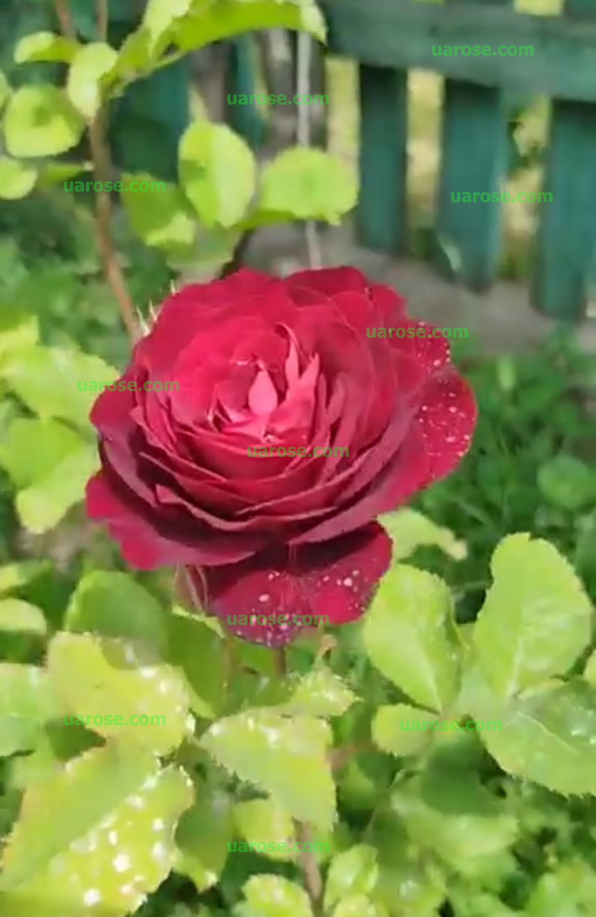 Ліа Меж