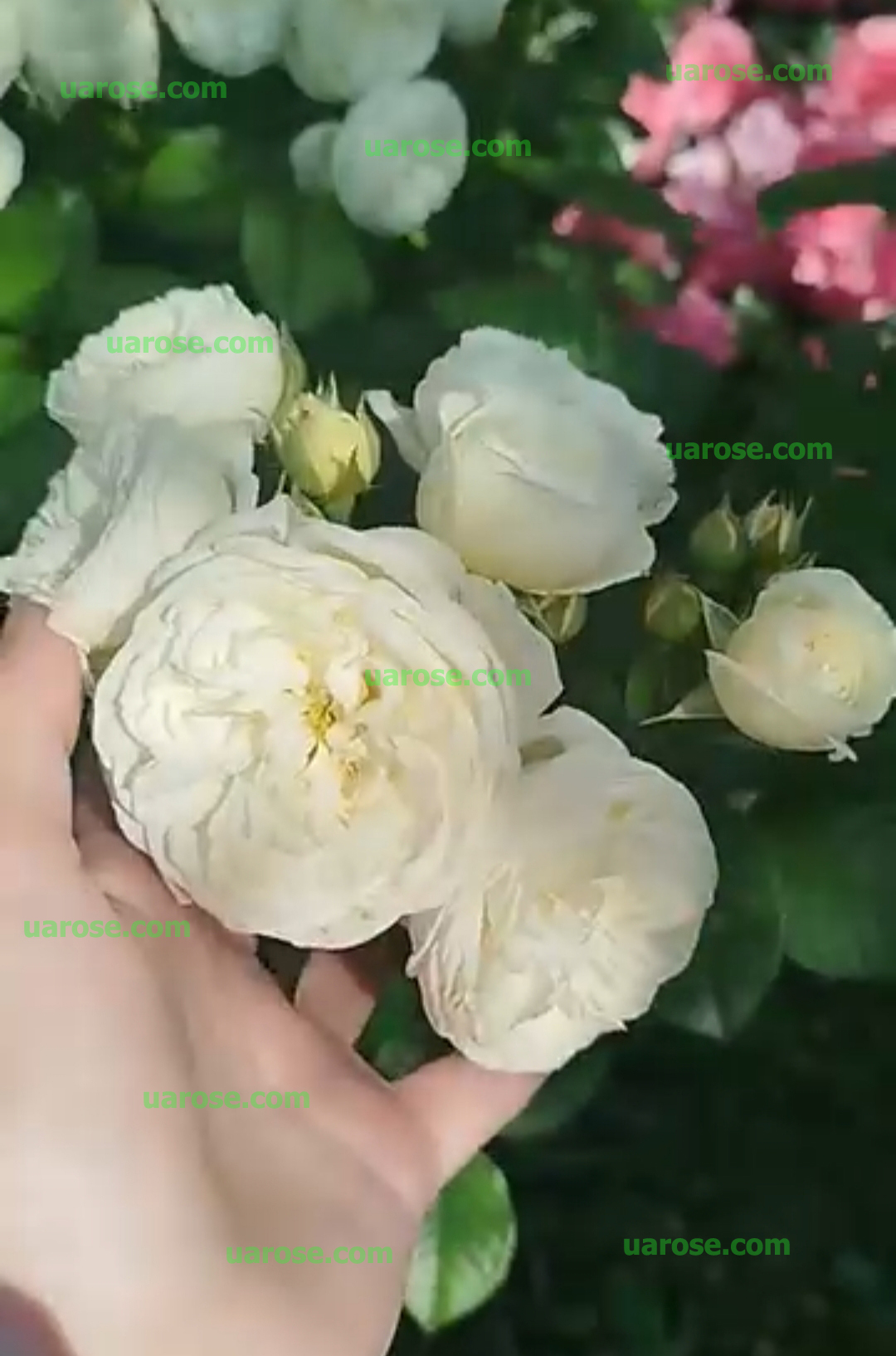 Артеміс